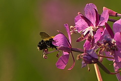 Bombus perplexus
