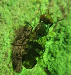 Ceroxys urticae