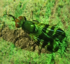 Ceroxys urticae