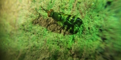 Ceroxys urticae