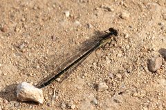 Ischnura cervula