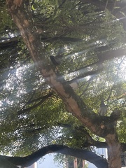 Columba livia domestica