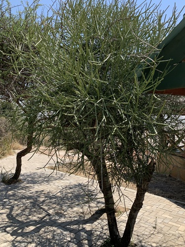 Euphorbia tirucalli image