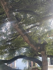 Columba livia domestica