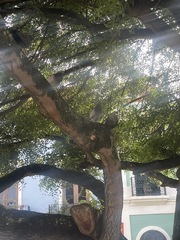 Columba livia domestica