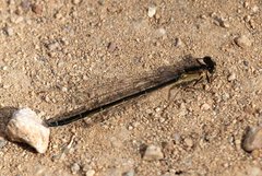 Ischnura cervula