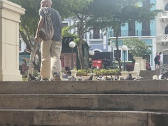 Columba livia domestica