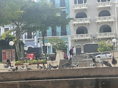 Columba livia domestica