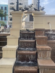 Columba livia domestica