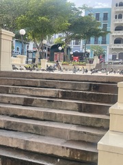 Columba livia domestica