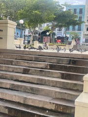 Columba livia domestica