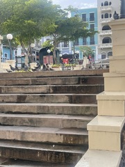 Columba livia domestica