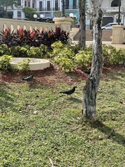 Columba livia domestica