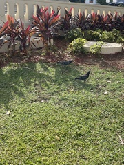 Columba livia domestica