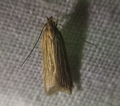 Helcystogramma albinervis