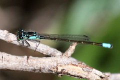 Ischnura cervula