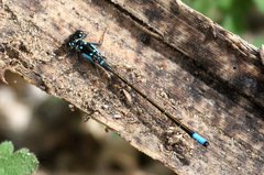 Ischnura cervula