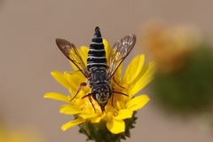 Cyrtocoelioxys