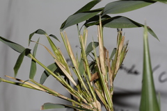 Phyllostachys bambusoides