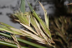Phyllostachys bambusoides
