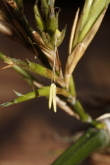 Phyllostachys bambusoides