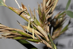 Phyllostachys bambusoides