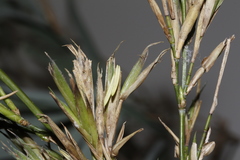 Phyllostachys bambusoides