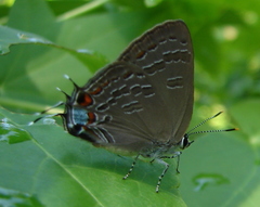 Satyrium kingi