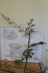 Phyllostachys bambusoides