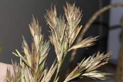 Phyllostachys bambusoides