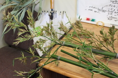 Phyllostachys bambusoides