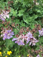 Geranium renardii