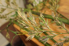 Phyllostachys bambusoides