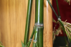 Phyllostachys bambusoides