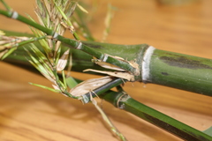 Phyllostachys bambusoides