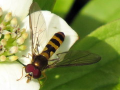 Meliscaeva cinctella image
