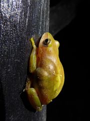 Hyperolius kivuensis