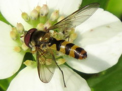 Meliscaeva cinctella image