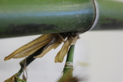 Phyllostachys bambusoides