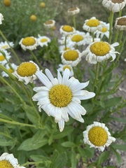 Leucanthemum × superbum