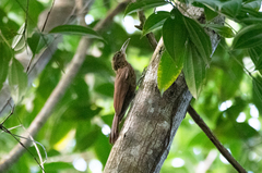 Xiphorhynchus guttatus