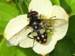Sericomyia lata