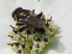 Xylotina