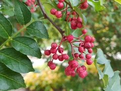 Zanthoxylum simulans