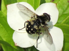 Sericomyia lata