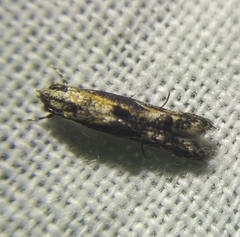 Blastodacna