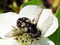 Sericomyia lata