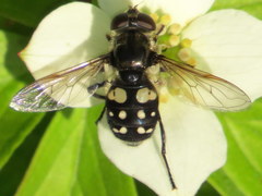 Sericomyia lata