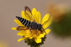 Cyrtocoelioxys