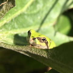 Hyla japonica